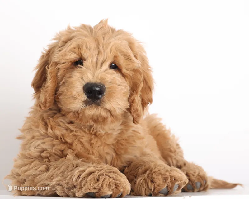 F1B MINI ENG – English Goldendoodle puppy for sale in Crystal, MI