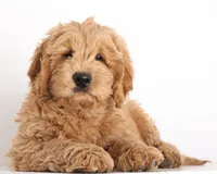 F1B MINI ENG, a  English Goldendoodle for sale in Crystal, MI – 1 of 9