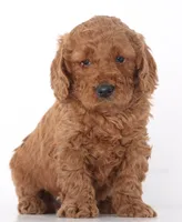 MINI F1B TEDDY BEAR GOLDENDOODLES, a  Goldendoodle for sale in Crystal, MI – 5 of 7