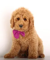F1B MINI ENG, a female Miniature Goldendoodle for sale in Crystal, MI – Photo 4 of 5