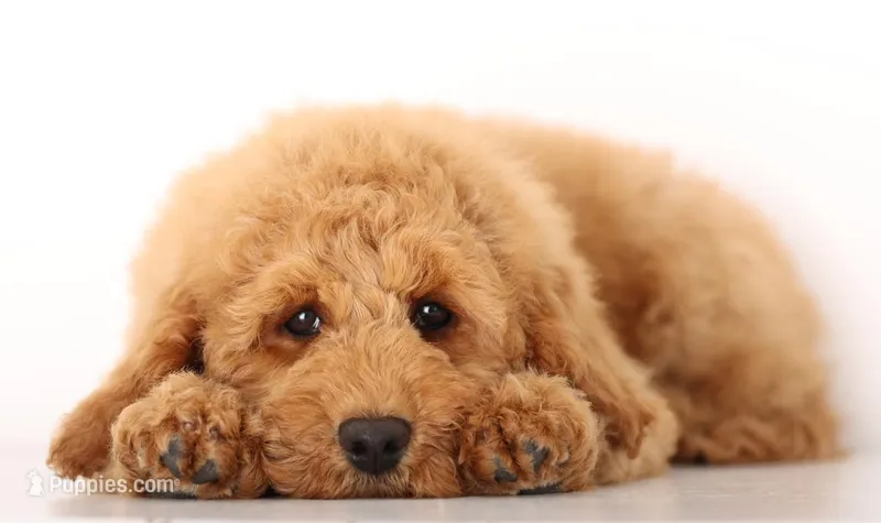 F1B MINI ENG – Miniature Goldendoodle puppy for sale in Crystal, MI