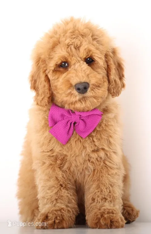 F1B MINI ENG – Miniature Goldendoodle puppy for sale in Crystal, MI