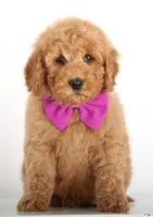 F1B MINI ENG, a female Miniature Goldendoodle for sale in Crystal, MI – Photo 3 of 4