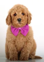 F1B MINI ENG, a female Miniature Goldendoodle for sale in Crystal, MI – Photo 2 of 4