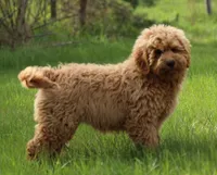 F1B MINI ENG, a  English Goldendoodle for sale in Crystal, MI – 8 of 9