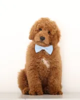 Crate Trained ENG TEDDY BEAR MINI MALE, a male English Goldendoodle for sale in Crystal, MI – 2 of 4