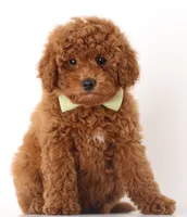 PETIT/TINY RED TEDDY BEARS, a  Goldendoodle for sale in Crystal, MI – 8 of 10