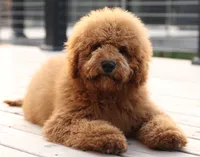 MINI F1B TEDDY BEAR GOLDENDOODLES, a  Goldendoodle for sale in Crystal, MI – 1 of 7