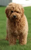 F1B MINI ENG, a  English Goldendoodle for sale in Crystal, MI – 3 of 9