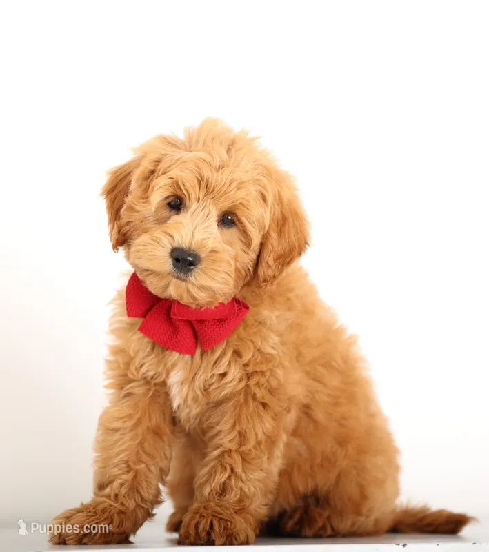 PETIT ENG TEDDY F1B – English Goldendoodle puppy for sale in Crystal, MI
