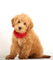 PETIT ENG TEDDY F1B, a male English Goldendoodle for sale in Crystal, MI – 1 of 4