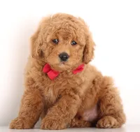 PETIT/TINY RED TEDDY BEARS, a  Goldendoodle for sale in Crystal, MI – 3 of 10