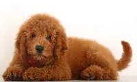 TEDDY BEAR ENG CRATE/Potty Trained, a male Goldendoodle for sale in Crystal, MI – 3 of 5