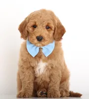 TEDDY ENG MALE, a male English Goldendoodle for sale in Crystal, MI – Photo 2 of 4