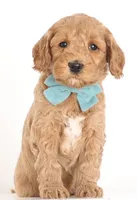 processed/cfdcece1-dffb-44d7-9010-7310a9681369/listing/58ea070c-d315-4df3-90d5-cf7f7f9c9e80/6be83751-75a9-4ca3-bcd9-3b153227713e