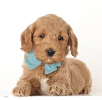 processed/cfdcece1-dffb-44d7-9010-7310a9681369/listing/58ea070c-d315-4df3-90d5-cf7f7f9c9e80/c1b25e75-bf00-4f80-9368-d50e34c52652