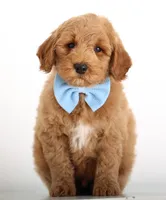 TEDDY ENG MALE, a male English Goldendoodle for sale in Crystal, MI – Photo 3 of 4