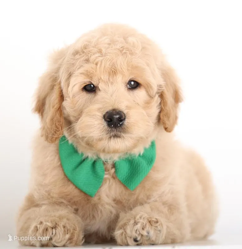 MINI CREAM ENG TEDDY