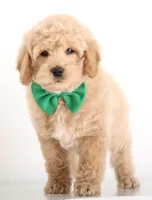 MINI CREAM ENG TEDDY, a male Miniature Goldendoodle for sale in Crystal, MI – Photo 3 of 4