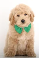 MINI CREAM ENG TEDDY, a male Miniature Goldendoodle for sale in Crystal, MI – Photo 4 of 4