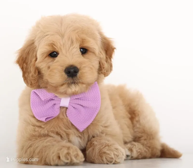 Teddy Cream ENG MINI