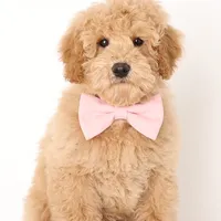 F1b English PETIT Pups, a male English Goldendoodle for sale in Crystal, MI – Photo 2 of 4