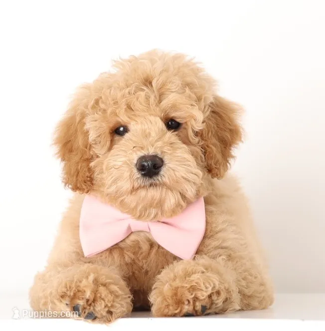 F1b English PETIT Pups