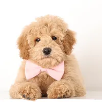 F1b English PETIT Pups, a male English Goldendoodle for sale in Crystal, MI – Photo 1 of 4