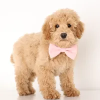 F1b English PETIT Pups, a male English Goldendoodle for sale in Crystal, MI – Photo 4 of 4