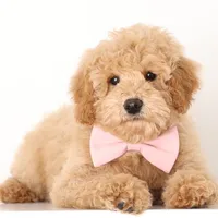 F1b English PETIT Pups, a male English Goldendoodle for sale in Crystal, MI – Photo 3 of 4