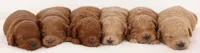 ENG TINY F1B TEDDY BEAR, a  English Goldendoodle for sale in Crystal, MI – 6 of 9
