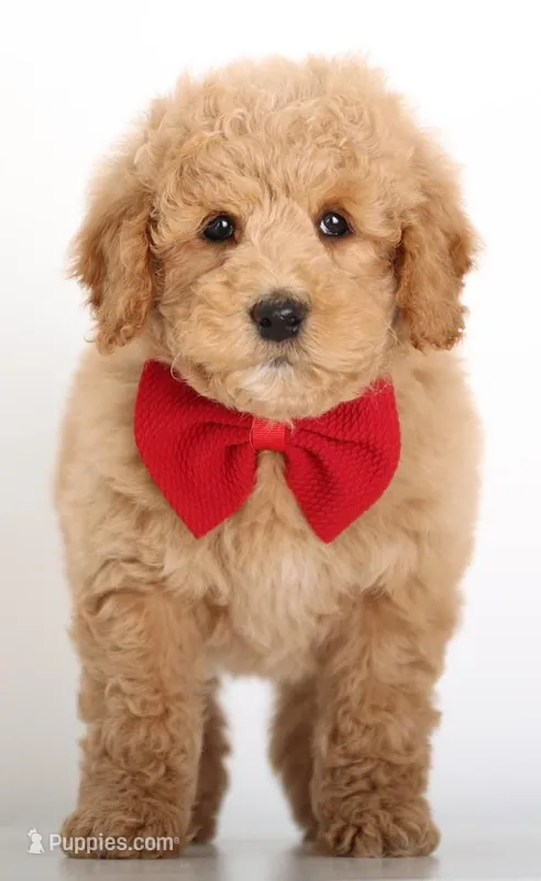 SWEET ENG TINY TEDDY