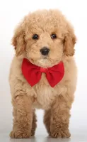 SWEET ENG TINY TEDDY, a female Miniature Goldendoodle for sale in Crystal, MI – Photo 1 of 4