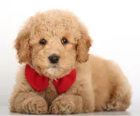 SWEET ENG TINY TEDDY, a female Miniature Goldendoodle for sale in Crystal, MI – Photo 2 of 4