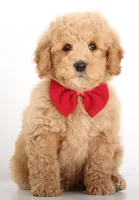 SWEET ENG TINY TEDDY, a female Miniature Goldendoodle for sale in Crystal, MI – Photo 4 of 4