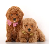 F1B Teddy Bear, a  Goldendoodle for sale in Crystal, MI – 2 of 10