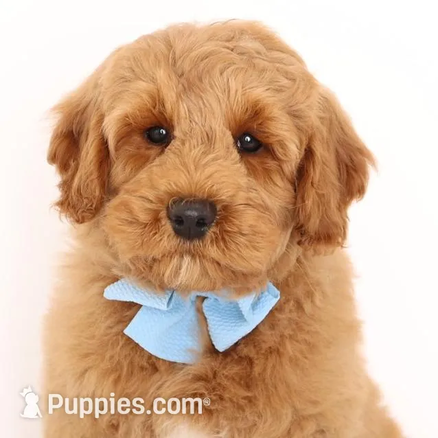F1B MINI ENG Apricot  – Miniature Goldendoodle puppy for sale in Crystal, MI