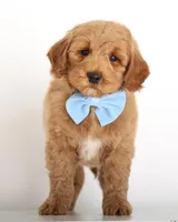 F1B MINI ENG Apricot , a male Miniature Goldendoodle for sale in Crystal, MI – Photo 1 of 4