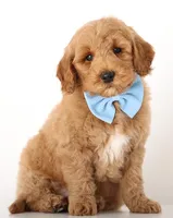 F1B MINI ENG Apricot , a male Miniature Goldendoodle for sale in Crystal, MI – Photo 4 of 4