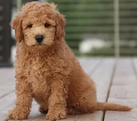 ENG PETIT TINY F1B, a  English Goldendoodle for sale in Crystal, MI – 9 of 10