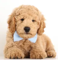 F1B Teddy Bear, a  Goldendoodle for sale in Crystal, MI – 7 of 10