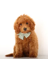 Tiny ENG RED MALE, a male Miniature Goldendoodle for sale in Crystal, MI – 2 of 3