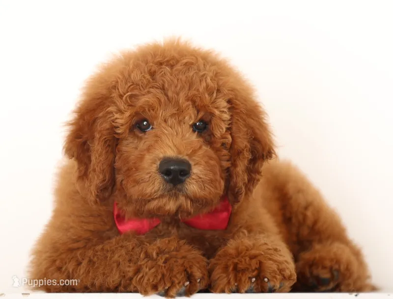 TEDDY BEAR ENG CRATE/Potty Trained – Goldendoodle puppy for sale in Crystal, MI