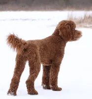 Standard AKC Poodle Female , a female Poodle - Standard  for sale in Crystal, MI – 3 of 3