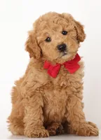 F1B Teddy Bear, a  Goldendoodle for sale in Crystal, MI – 3 of 10