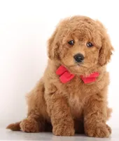 Petit Teddy Bear BOY, a male English Goldendoodle for sale in Crystal, MI – Photo 4 of 5