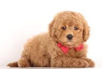 Petit Teddy Bear BOY, a male English Goldendoodle for sale in Crystal, MI – Photo 3 of 5