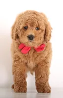 Petit Teddy Bear BOY, a male English Goldendoodle for sale in Crystal, MI – Photo 2 of 5