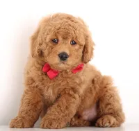 Petit Teddy Bear BOY, a male English Goldendoodle for sale in Crystal, MI – Photo 5 of 5