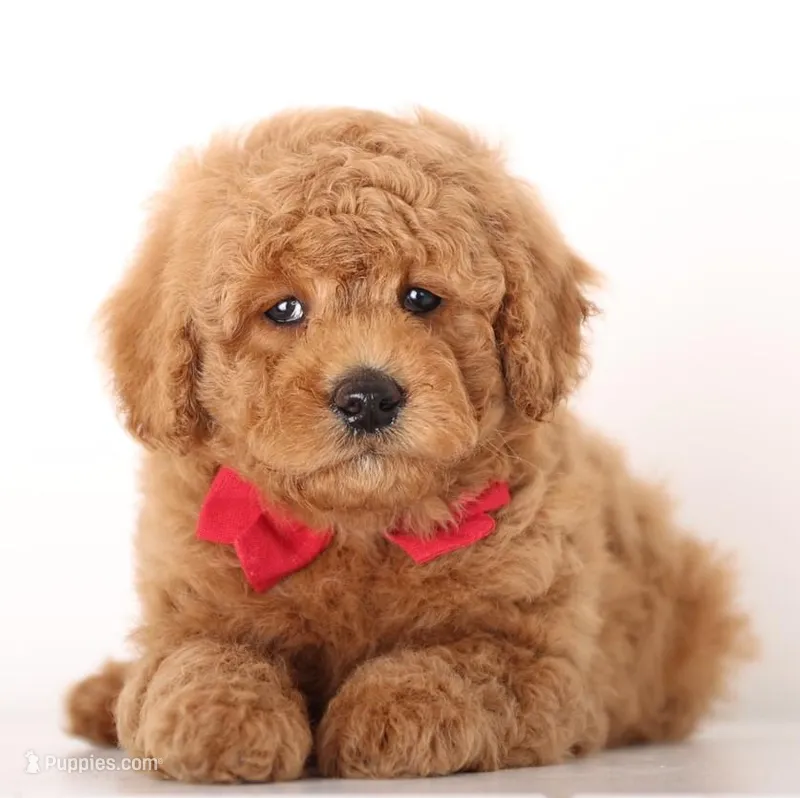 Petit Teddy Bear BOY – English Goldendoodle puppy for sale in Crystal, MI